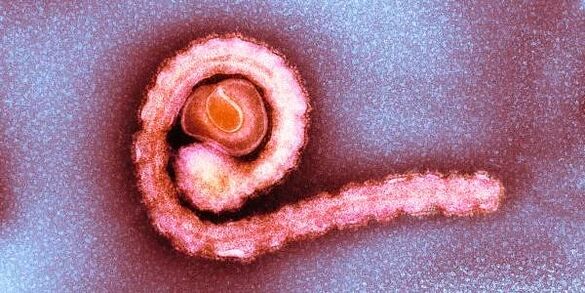 Tasiemiec karłowaty w organizmie człowieka