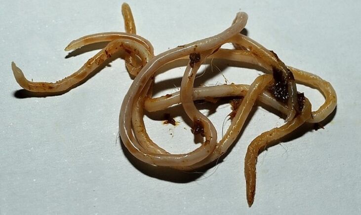 toxocara z organizmu człowieka